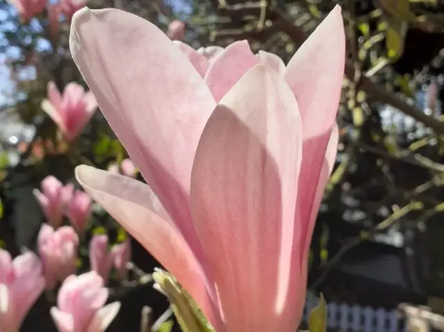 Magnolia in Wolverhampton