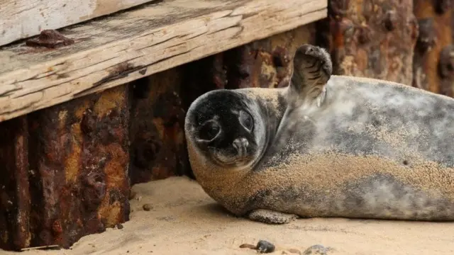 A seal on a beach