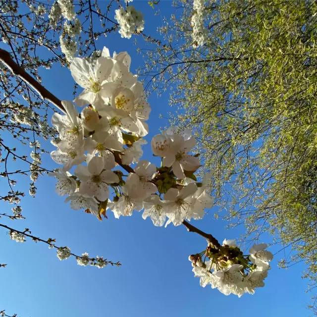 Leicester blossom