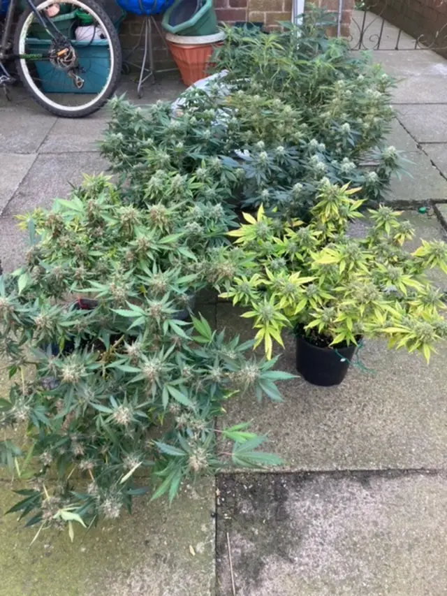 Cannabis plants siezed from the property