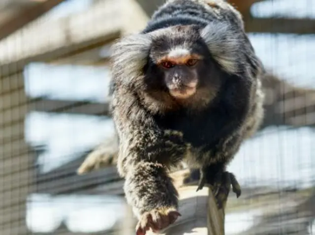 Marmoset