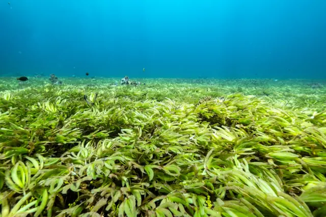 Seagrass meadow, Indian Ocean