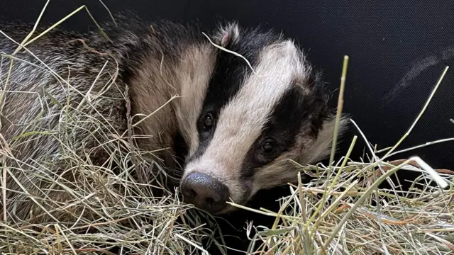 Badger recovering at rescue centre