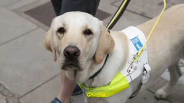 A guide dog