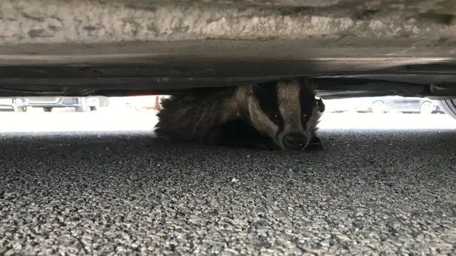 Badger under car