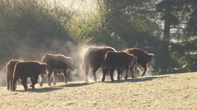 This morning in Eaton Bishop, Herefordshire