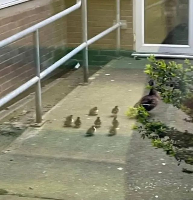 Duck and ducklings in hospital grounds