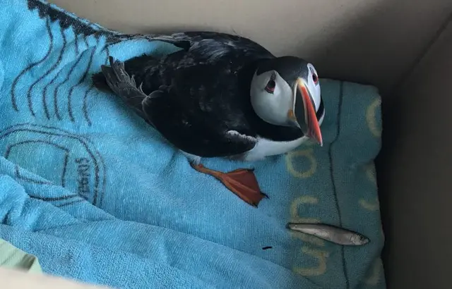 Rescued puffin in a box with a fish