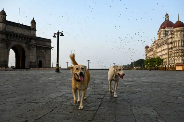 Dogs roam in a deserted area between Gateway of India and The Taj Mahal Palace hotel