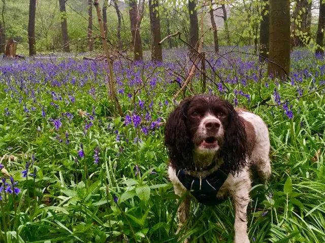 A dog in Lea Marston