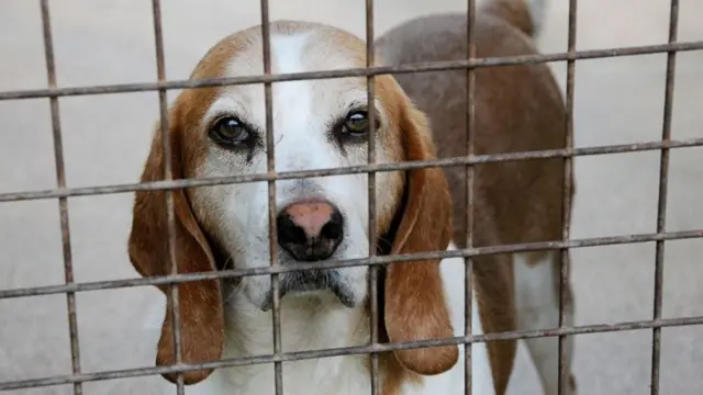 Dog in a cage