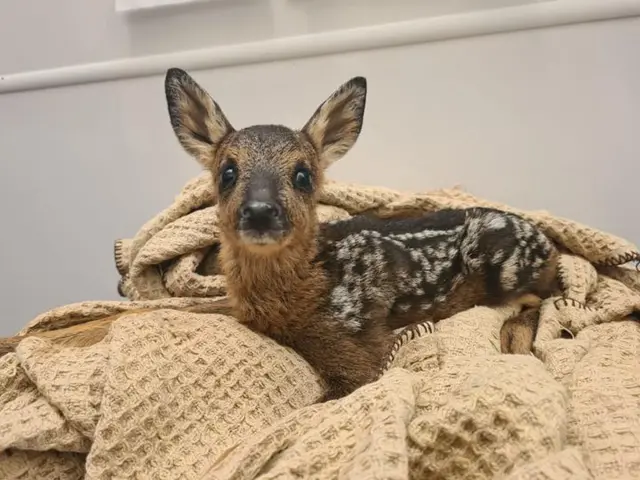 Tiny fawn wrapped in a blanket