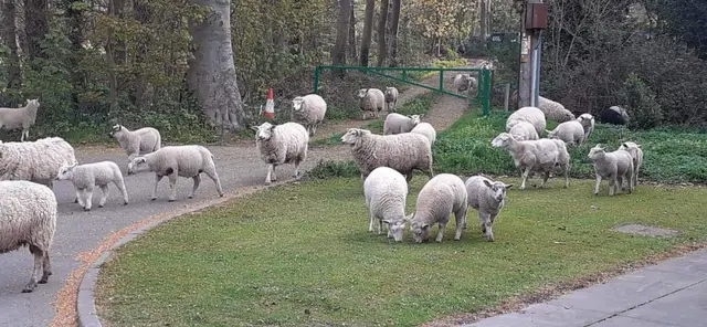 The sheep in Himley Hall