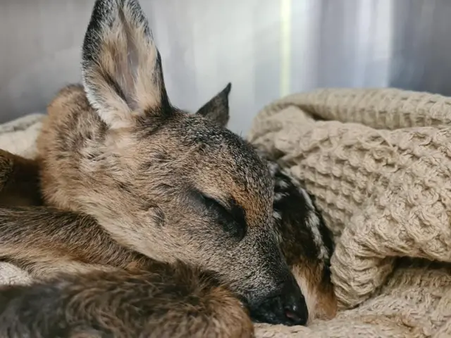 Rescued fawn asleep