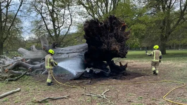 Burnt tree