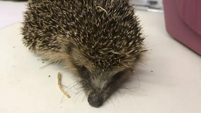 Hedgehog