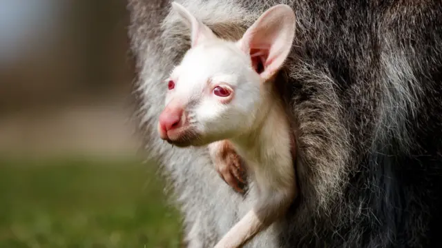 The Albino wallaby