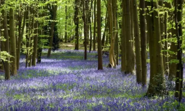 Wood with bluebells