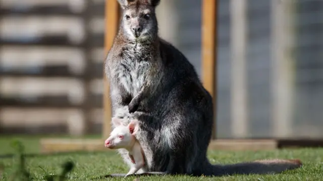 The wallaby and a parent