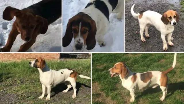 Five stolen dogs