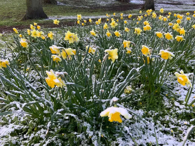 Snowy daffodils in Derby