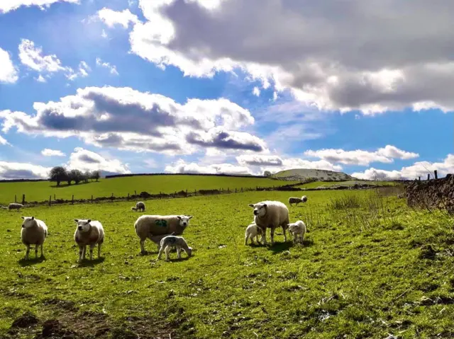 Derbyshire sheep