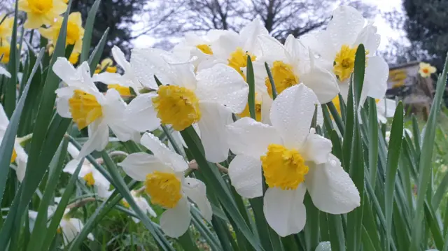 Damp daffodils