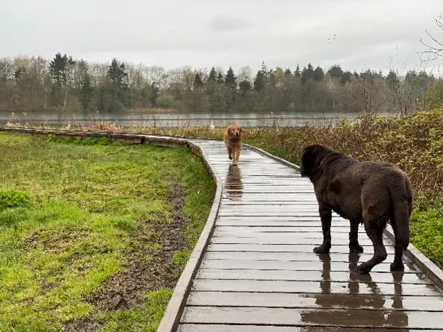 Dogs in Ellesmere