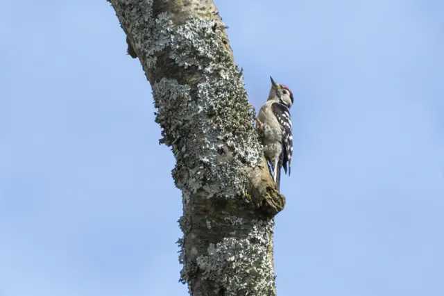 Lesser Spotted Woodpecker