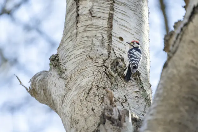 Lesser Spotted Woodpecker