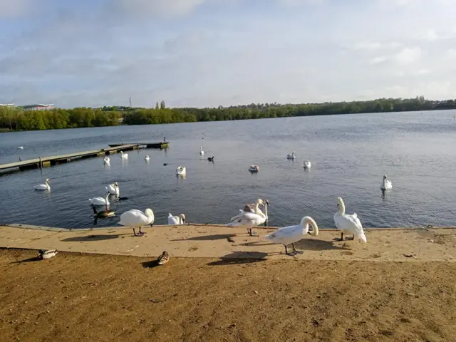 Swan captured in Sutton in Ashfield, Nottinghamshire, by Scruffy dog