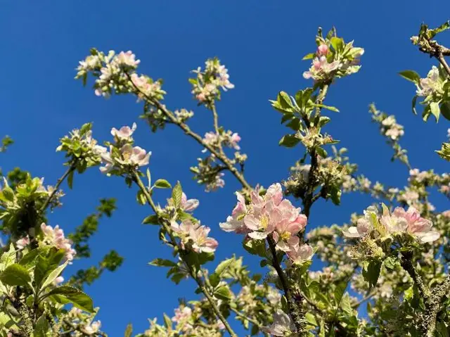 Blossom in Alrdridge