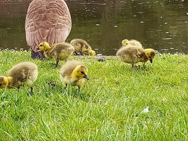 Goslings in Dudley