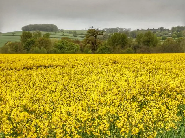 Trentham, Stoke-on-Trent