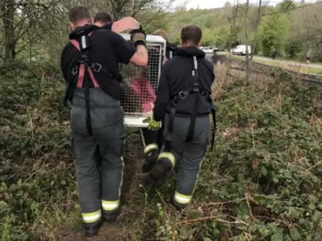 Fire crew with deer