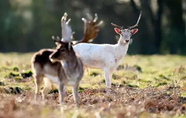 Deer in Richmond Park