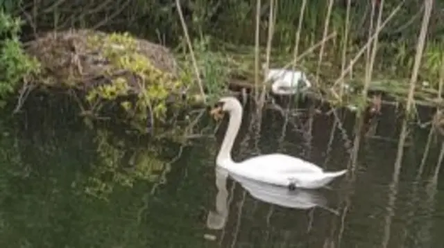 Swan in the water