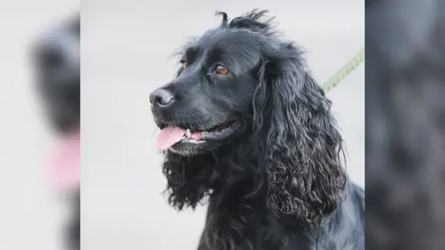 Cocker Spaniel