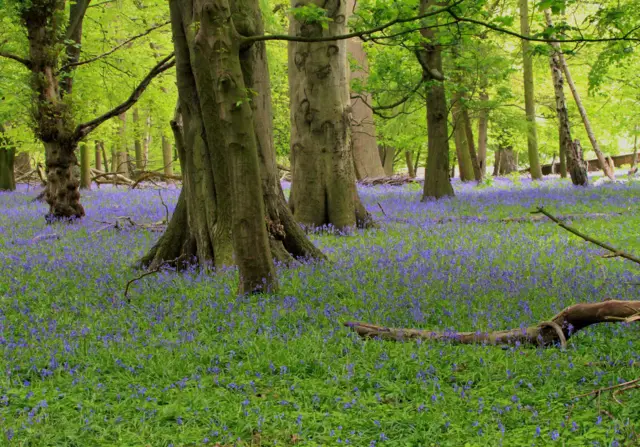 Bramcote blue bells