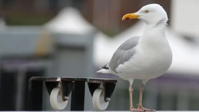 Seagull at Hove