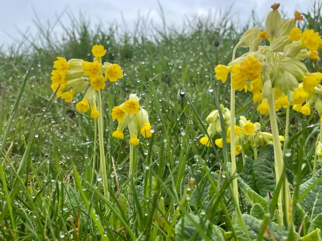 Flowers in Cotgrave