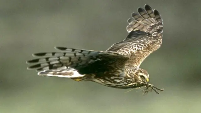 Image of a hen harrier