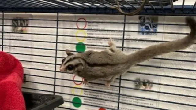 Sugar glider in cage