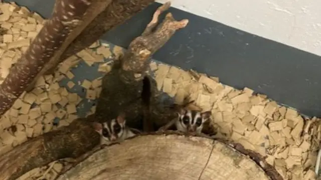 Sugar gliders