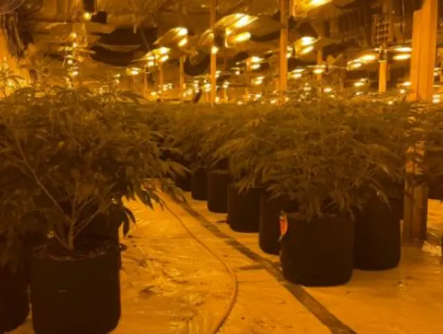 Cannabis plants inside bingo hall