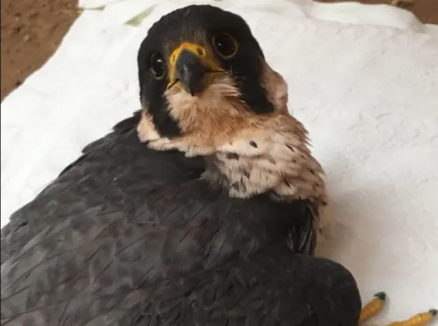 Peregrine falcon