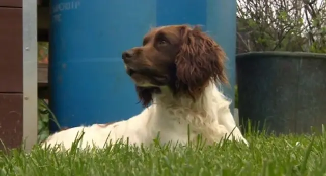 Keedy, Cocker Spaniel