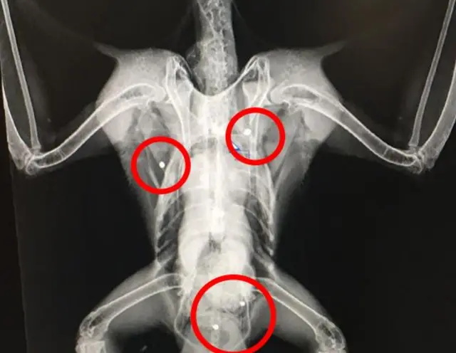 Peregrine x-ray