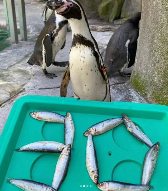 Minnie the penguin