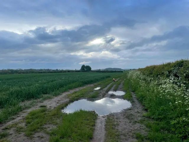 Plumtree puddle